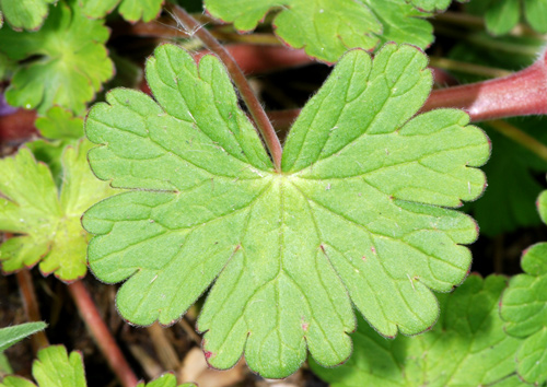 Geranium spp. a confronto (specie montane)